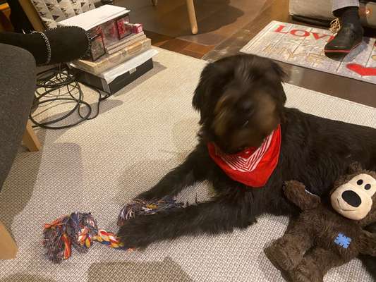 Dogorama Photo Challenge - Hundeblick zum hinschmelzen-Beitrag-Bild