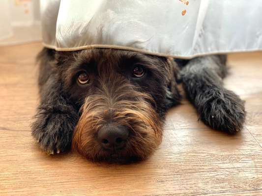 Dogorama Photo Challenge - Hundeblick zum hinschmelzen-Beitrag-Bild