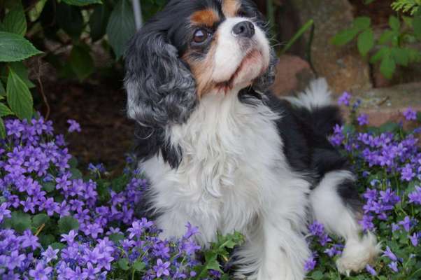 Die Dogorama Monats Challenge "Es grünt und blüht"-Beitrag-Bild