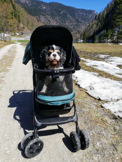 Hunde Buggy-Beitrag-Bild