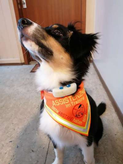 Assistenzhund-Beitrag-Bild