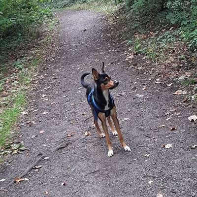 Hundetreffen-Spiele/Gassi Runde-Bild