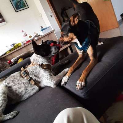 Hundetreffen-Spiele und Gassi Runde-Bild