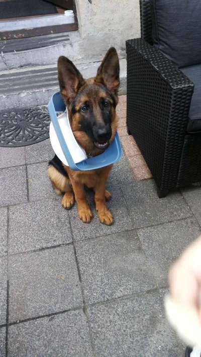 Schäferhund-Beitrag-Bild