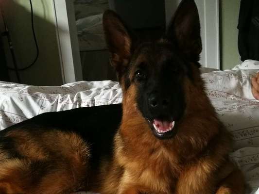 Schäferhund-Beitrag-Bild