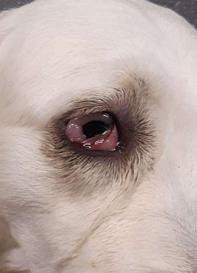 Autoimmunerkrankung-Beitrag-Bild