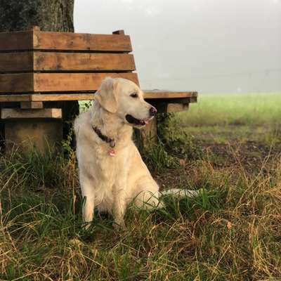 Hundetreffen-Gemeinsame Spaziergänge-Bild