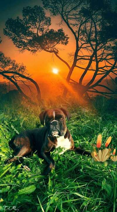 Photomontagen mit Hund-Beitrag-Bild