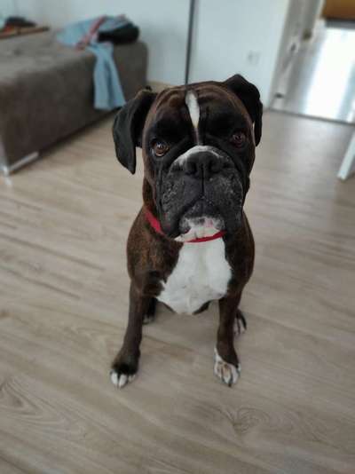 Boxer ???-Beitrag-Bild