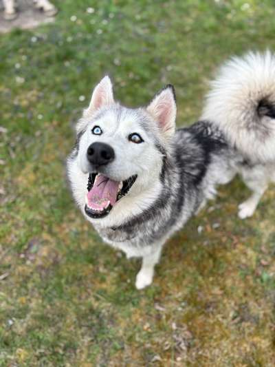 Hundetreffen-Hundewiese Felchta/Mühlhausen-Bild