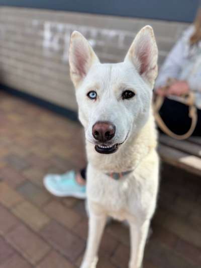 Hundetreffen-Huskytreffen-Bild