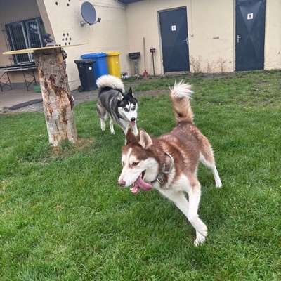 Hundetreffen-Hunde/Husky Treffen-Bild