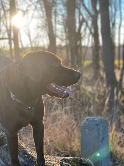 Hundetreffen-Wir freuen uns über nette Kontakte für gemeinsame Hunderunden-Bild