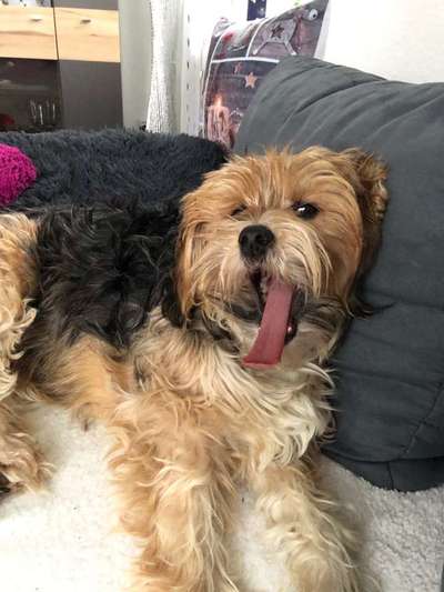 Mischlinge - die beste Rasse die es gibt-Beitrag-Bild