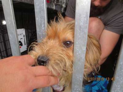 Strassenhunde-Beitrag-Bild