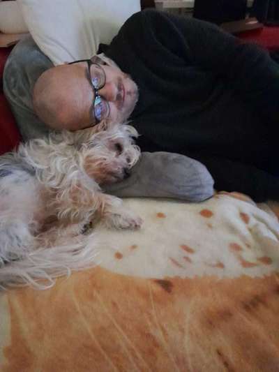 Hunde im Bett-Beitrag-Bild