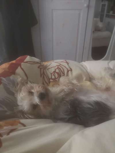 Hunde im Bett-Beitrag-Bild