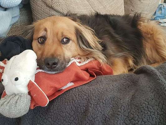 CHALLENGE NR. 19 - Der Hundeblick-Beitrag-Bild