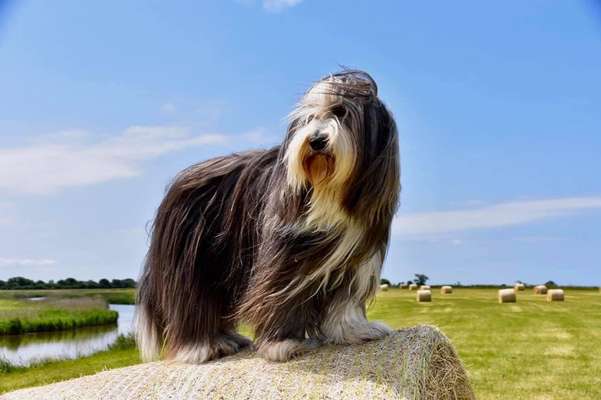 Dogorama Photo Challenge - schönster Gassiausblick-Beitrag-Bild