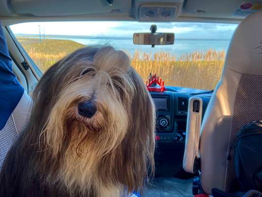 Dogorama Photo Challenge - Hundeblick zum hinschmelzen-Beitrag-Bild