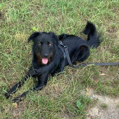 Hundetreffen-Gemeinsame Spaziergänge-Bild