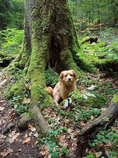 Zeigt euren Hund an eurem lieblingsplatz-Beitrag-Bild