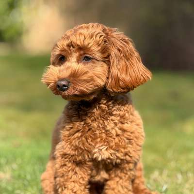 Hundetreffen-Spielen🎾-Bild