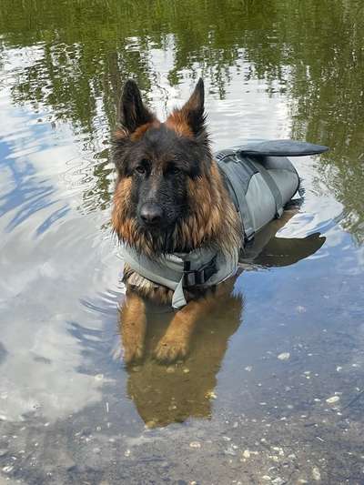 Hundetreffen-Gassi- Runde durch Heide- Süd-Bild