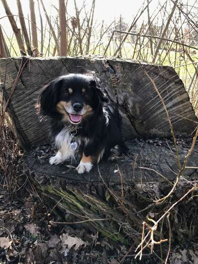 Die Dogorama Kalender Challenge Titelbild-Beitrag-Bild