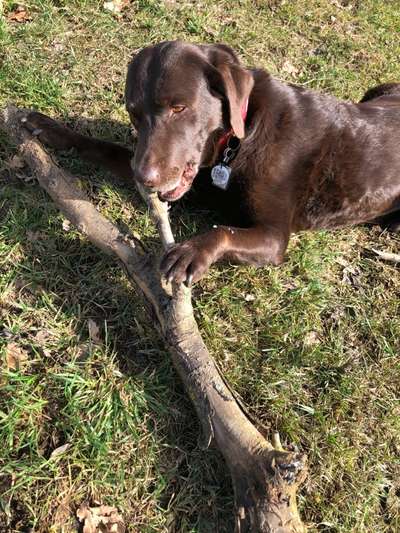 Labradorfans-Beitrag-Bild