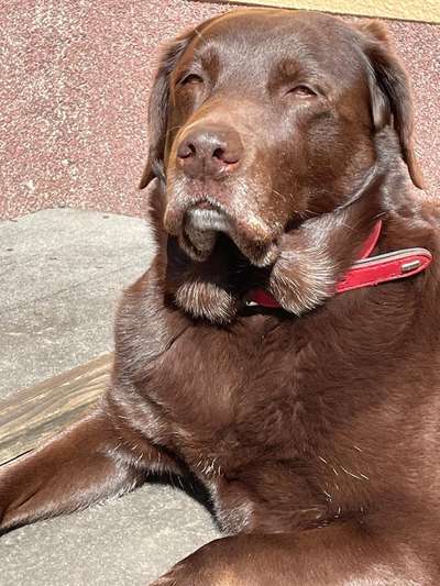 Die Dogorama Kalender Challenge Titelbild-Beitrag-Bild