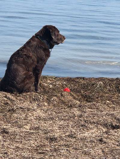 Challenge 41 - Mein Hund im Urlaub-Beitrag-Bild