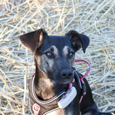 Hundetreffen-Hundesitter/Hundetagesstätte gesucht-Bild