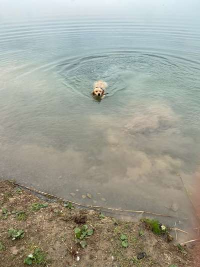 Dogorama-Monats-Challenge-Mai "Wasser"-Beitrag-Bild