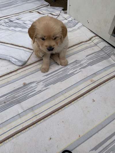 Welpen Bilder !-Beitrag-Bild