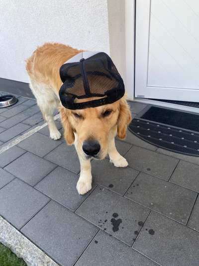 Wo sind die Golden Retriever Liebhaber?-Beitrag-Bild