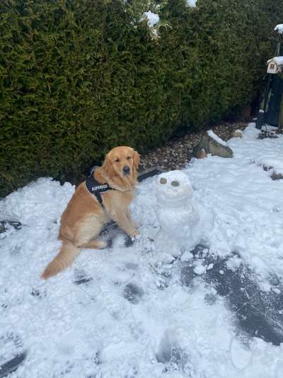 Wo sind die Golden Retriever Liebhaber?-Beitrag-Bild