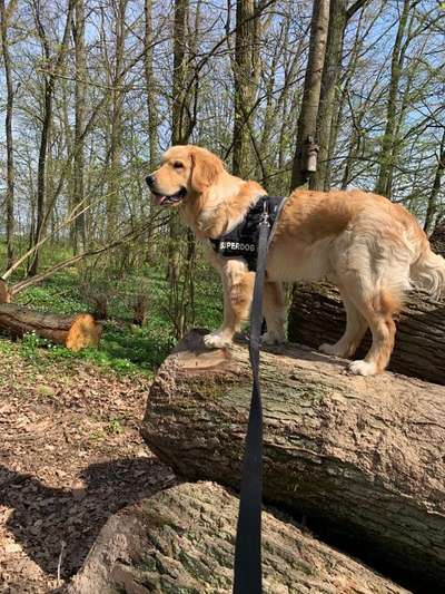 Wo sind die Golden Retriever Liebhaber?-Beitrag-Bild