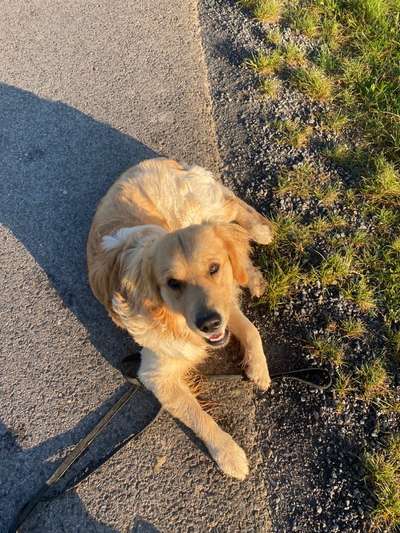 Wo sind die Golden Retriever Liebhaber?-Beitrag-Bild