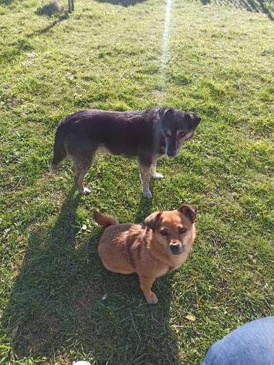 Die Dogorama Monats Challenge "Es grünt und blüht"-Beitrag-Bild