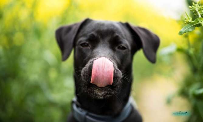 CHALLENGE NR. 19 - Der Hundeblick-Beitrag-Bild