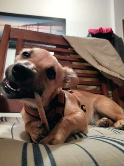 Mischlingshunde Foto Aufruf-Beitrag-Bild