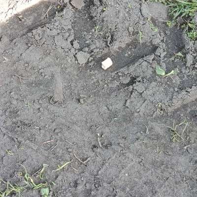 Giftköder-Evtl. Giftköder-Bild