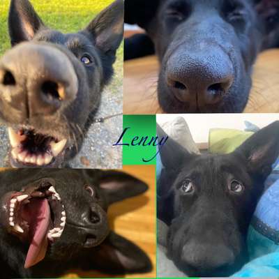 Fotocollage-Beitrag-Bild