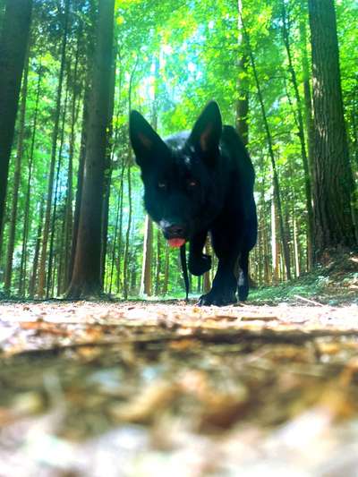 Foto -Challenge  Thema : Dein Hund Im Wald-Beitrag-Bild