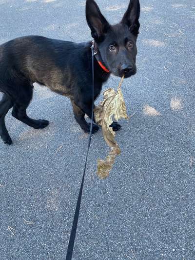 19. Handy - Foto - Challenge-Beitrag-Bild