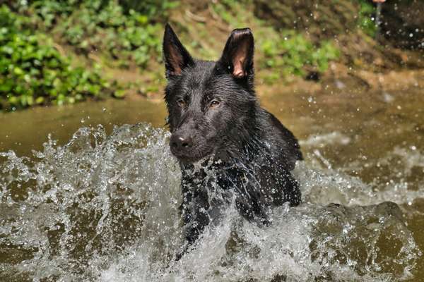 Die Dogorama Kalender Challenge 4/4-Beitrag-Bild