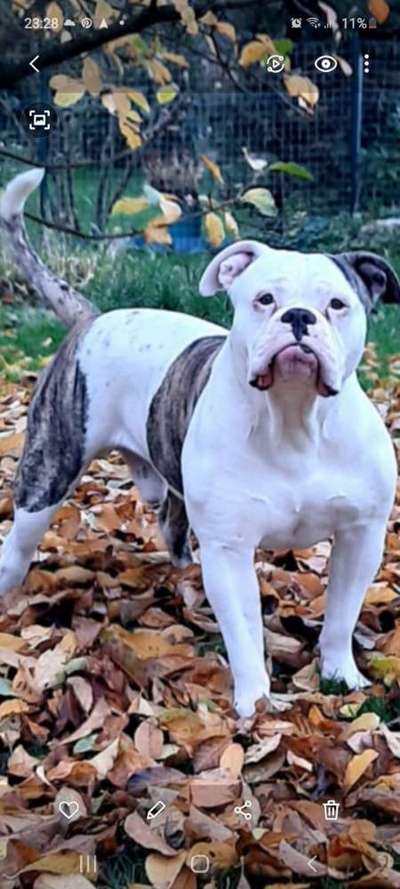 Wo sind meine AMERICAN BULLDOGS?-Beitrag-Bild