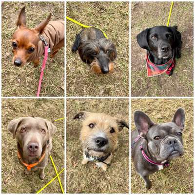 Gassi-Services-Das Gassirudel-Bild