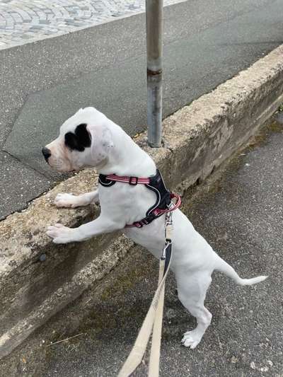 Wo sind meine AMERICAN BULLDOGS?-Beitrag-Bild